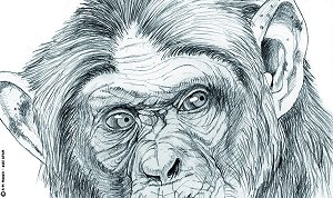 chimpanzeregard