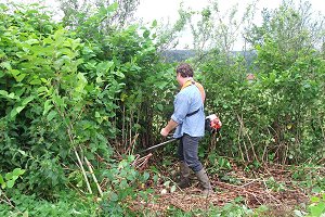 Photo Gestion Renouée (20x30cm_300dpi)