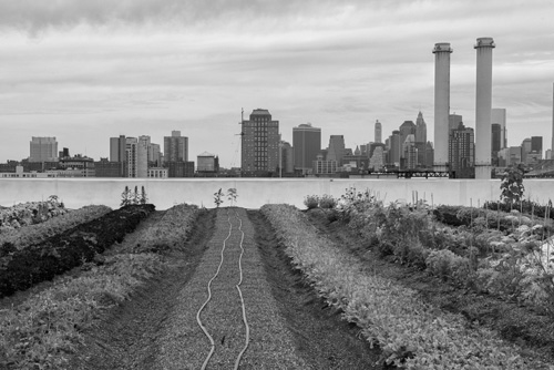 AgricultureUrbaine-gd