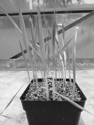 OrgeInfecteFusariumCulmorum