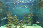 Aquarium1